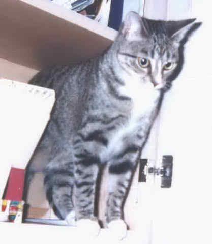 cat1-hig.jpg